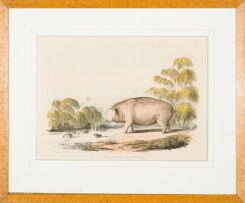 William Cornwallis Harris; XII. Hippopotamus Amphibius. - Hippopotamus