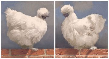 Neil Rodger; Silkie Hens (a pair)