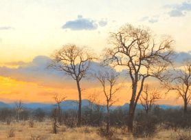 Francois Koch; Bushveld