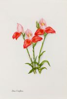 Ethel May Dixie; Wild Flowers of The Cape of Good Hope (from the original watercolours), four