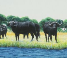 Jacqui Castle; Buffalo at the Water