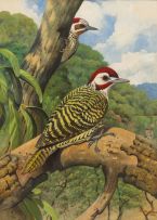 Phillip Alexander Clancey; Woodpeckers