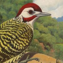 Phillip Alexander Clancey; Woodpeckers
