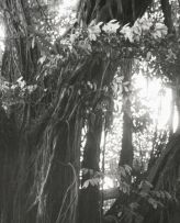 George Hallett; Portrait of a Tree, Cameroon
