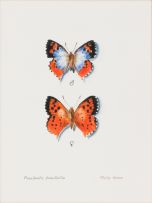 Phillip Grieve; Poecilmitis beaufortia; Charaxes bohemani, two