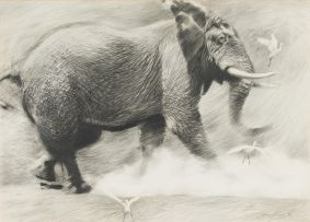 Dylan Lewis; Elephant
