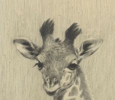 Dylan Lewis; Giraffe Sketch