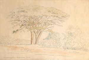 Jacob Hendrik Pierneef; Kameeldoringboom by Rooibokkop