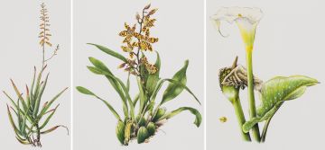 Sibonelo Chiliza; Botanical Prints, three
