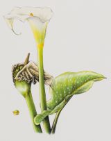 Sibonelo Chiliza; Botanical Prints, three