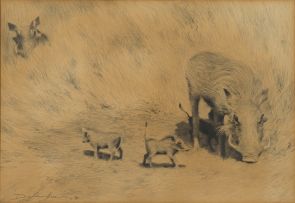 Dylan Lewis; Warthog Sketch