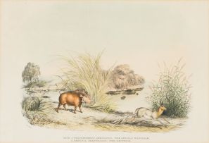 William Cornwallis Harris; XXVII. 1. Phacochoerus Africanus: The African Wild Boar. 2. Redunca Eleotragus: The Reitbok (sic); VI. Boselaphus Oreas: The Eland; XVIII. Aigocerus Equina: The Roan Antelope.