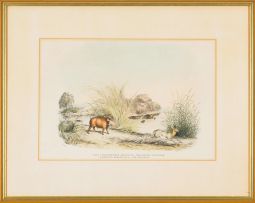 William Cornwallis Harris; XXVII. 1. Phacochoerus Africanus: The African Wild Boar. 2. Redunca Eleotragus: The Reitbok (sic); VI. Boselaphus Oreas: The Eland; XVIII. Aigocerus Equina: The Roan Antelope.
