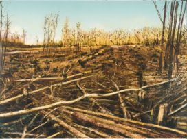 Kim Berman; Stripped, Lowveld Plantation, I