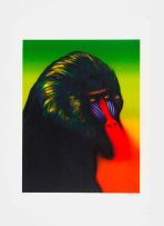 Norman Catherine; Mandrill