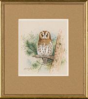 Gordon Beningfield; Tawny Owl (Strix aluco)
