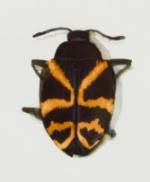 Walter Oltmann; Beetles