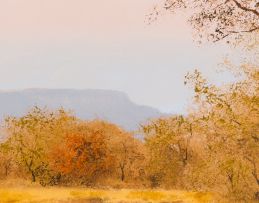 Thomas Hacking; Bushveld Landscape with Stream