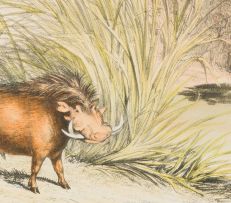 William Cornwallis Harris; XXVII. 1. Phacochoerus Africanus: The African Wild Boar. 2. Redunca Eleotragus: The Reitbok (sic); VI. Boselaphus Oreas: The Eland; XVIII. Aigocerus Equina: The Roan Antelope; XXIII. Aigocerus Niger: The Sable Antelope