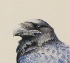 David Ord Kerr; Pair of Ravens in Falling Snow