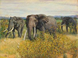 Zakkie Eloff; Group of Elephants