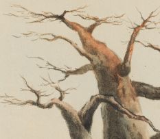 Otto Klar; Baobab Trees