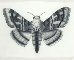 Walter Oltmann; Moth