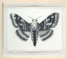 Walter Oltmann; Moth