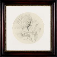 Kalahari Studio; Protea (Preliminary Drawing and Plate), two