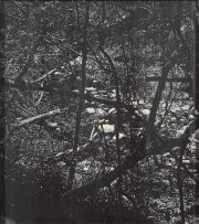 Peter Eastman; Forest, two