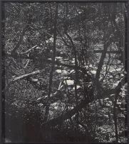 Peter Eastman; Forest, two