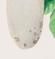 Barbara Jeppe; Greyia sutherlandia (Natal Bottlebrush/Mountain Bottlebrush); Kigelia africana (Sausage Tree), two