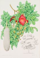 Barbara Jeppe; Greyia sutherlandia (Natal Bottlebrush/Mountain Bottlebrush); Kigelia africana (Sausage Tree), two