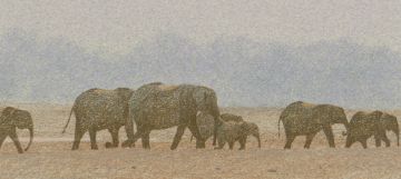 Kim Donaldson; Zambezi Sunset, Elephant Breeding Herd