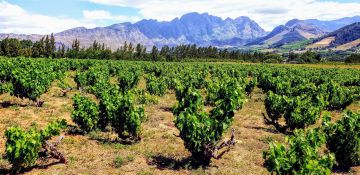 Leeu Passant; Elandskloof & Stellenbosch Chardonnay; 2015; 6 (1 x 6); 750ml