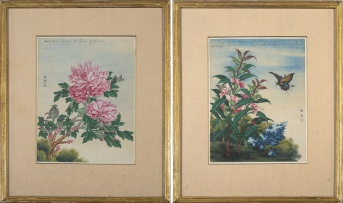Chinese School, 18th century, Botanical Studies, two