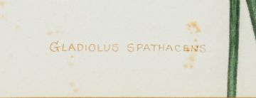 Ethel May Dixie; Gladiolus spathacens; Antholyza watsonius, two