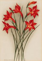 Ethel May Dixie; Gladiolus spathacens; Antholyza watsonius, two