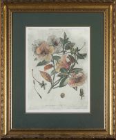Lyndi Sales; Rhododendron